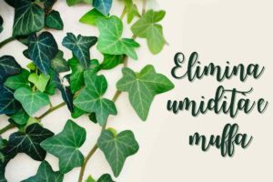 Non è solo decorativa: perché l'edera è il super-eroe silenzioso contro l'umidità