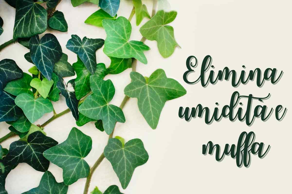 Non è solo decorativa: perché l'edera è il super-eroe silenzioso contro l'umidità